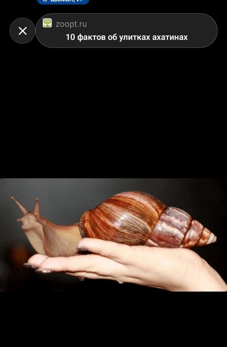 Улитка Ахатинская