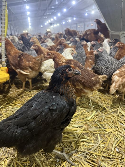 Puicute oua 16 saptamani