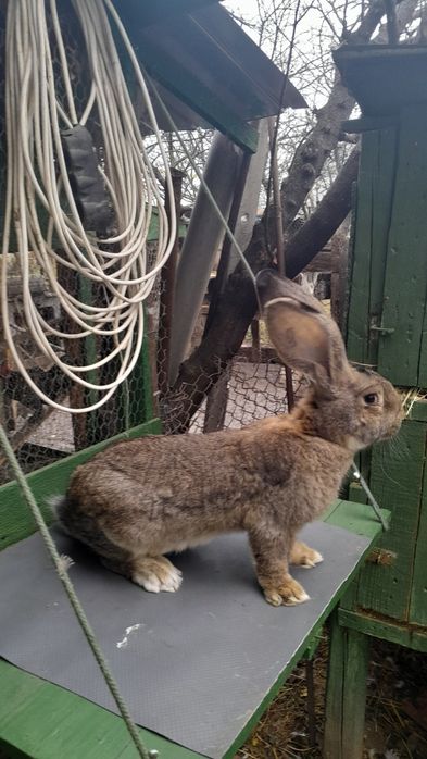 Iepuri de rase diferite