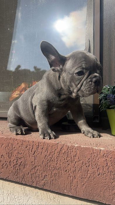Bulldog francez blue