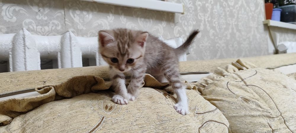 Котята шотландские