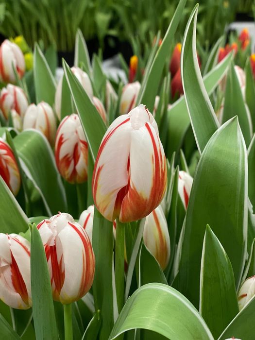 Тюльпаны к восьмому марта оптом