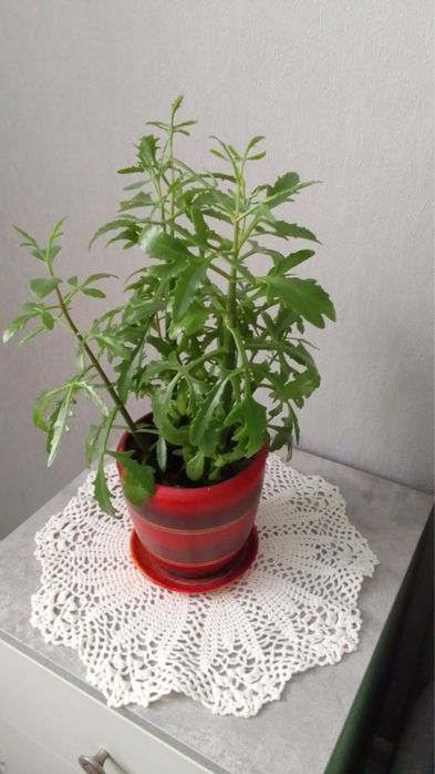 Каланхоэ «Оленьи рожки»