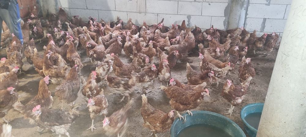 Găini de curte la 20 lei - Transport gratuit în toată țara