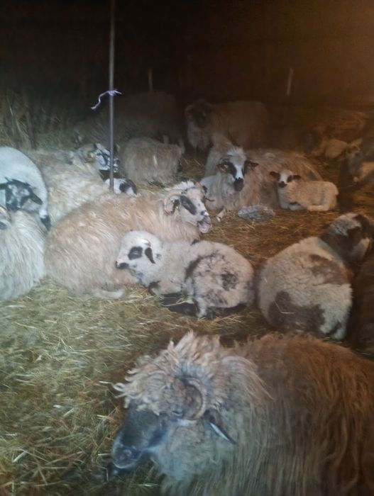 Oi, cârlani, berbec și capre