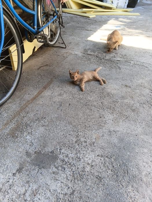 Кошечка с котенком домашние