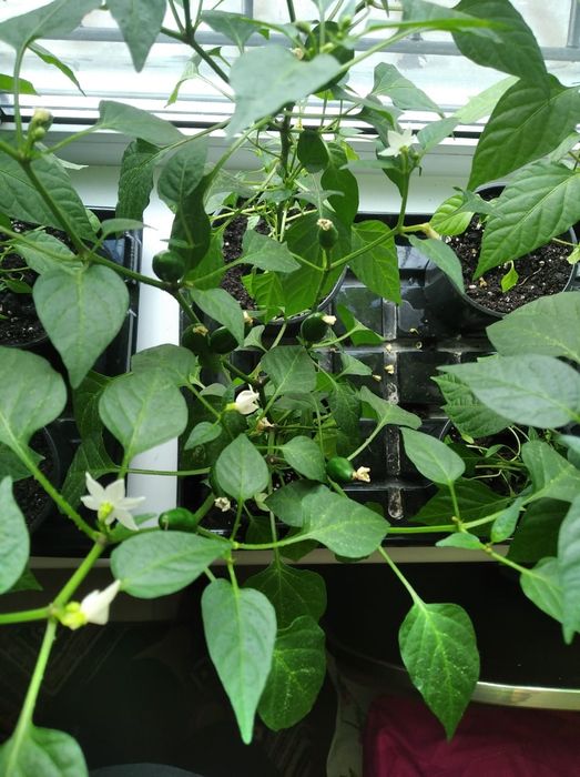 Продам комнатный горький перчик