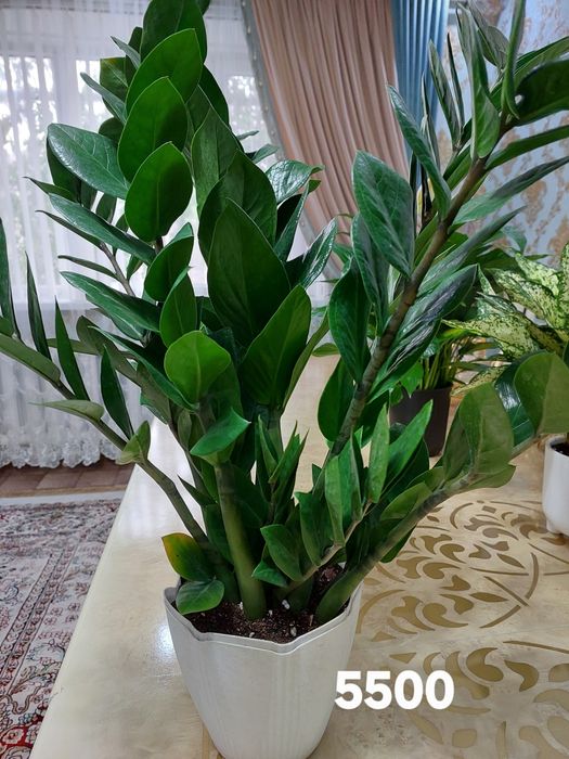 Комнатные растения цветы