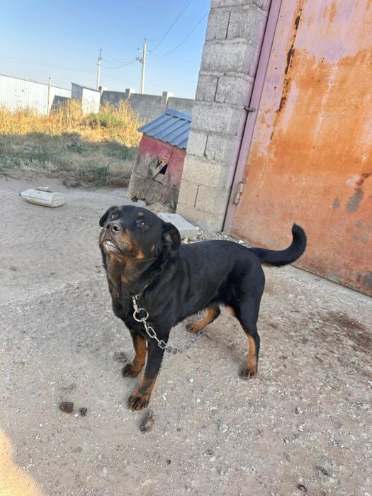 Породистая собака