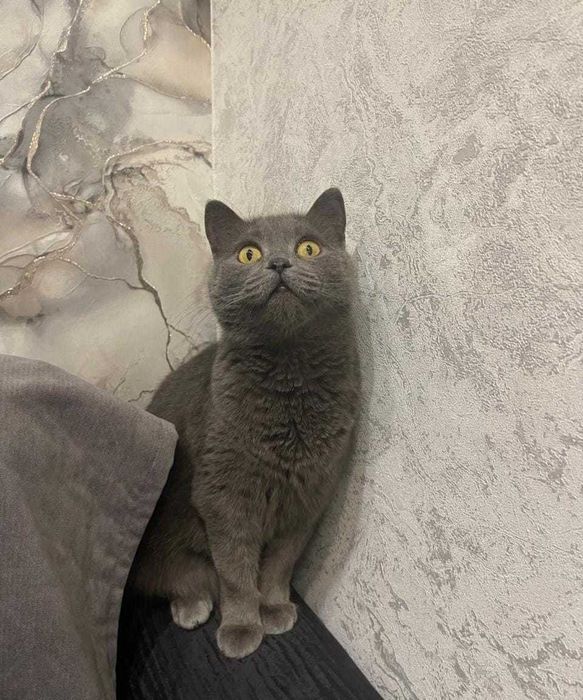 Очаровательная красавица-Лизонька!