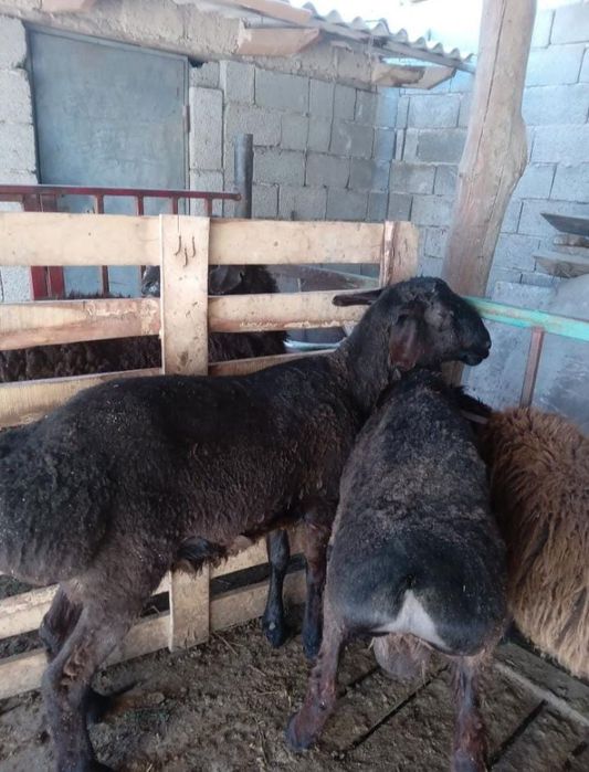 Семіз қошқарлар сатылады.