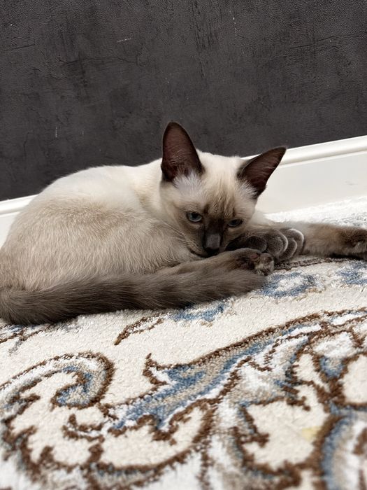 Отдам котенка, кошка