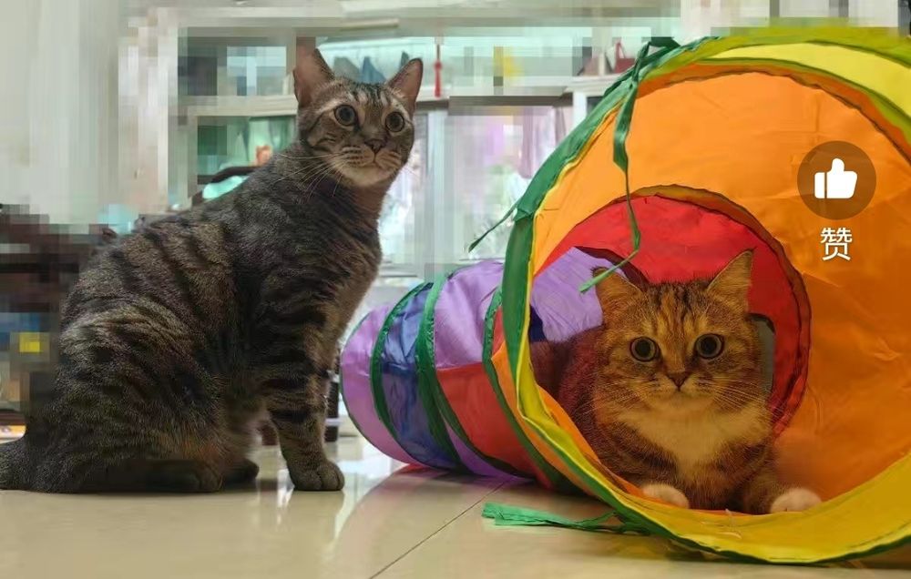 Тоннель палатка игровая для кошек котов домик