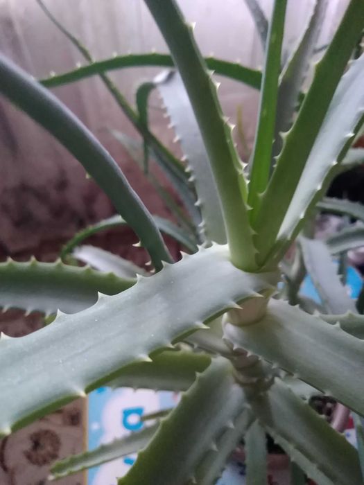 Алоэ лечебный 4года.