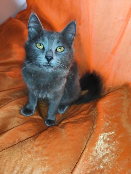 Продавам британски късокосмести долгокосмести котенца