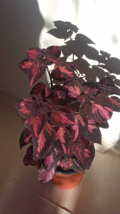 комнатные растения