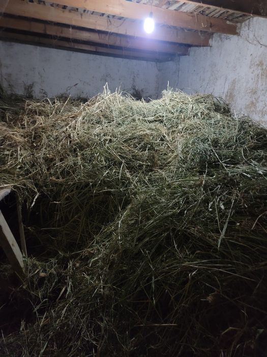 Ут,беда,хашак сотилади