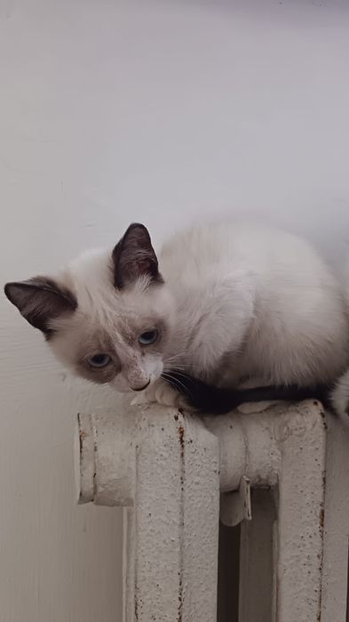 Отдам в добрые руки