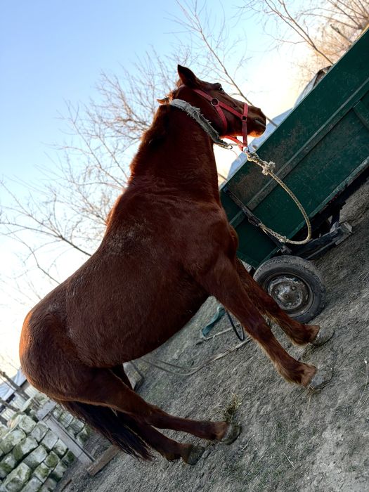 Vand iapa, are 8 ani. Trage foarte bine