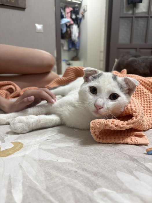 Отдам кота в добрые руки