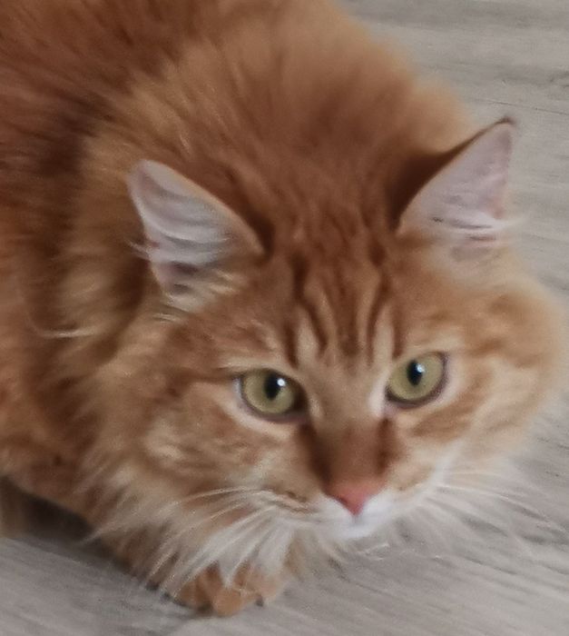 Кошечка в добрые руки