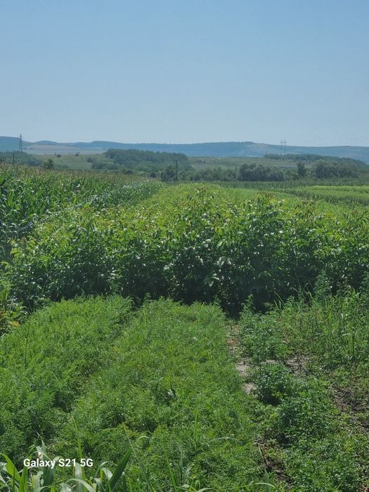Vând piersic și nuc.
