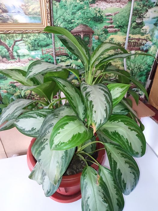 Аглаонема Сильвер Бэй