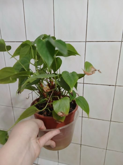 Продам цветы домашние