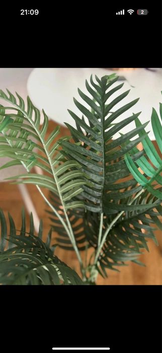Planta decorativa jysk