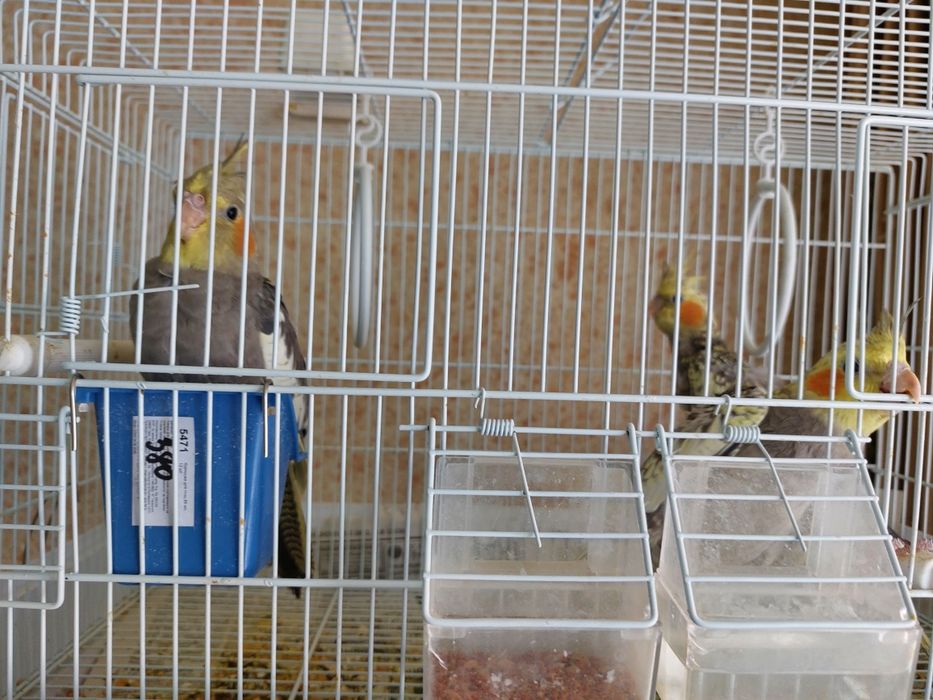 Авито купить попугая корелла