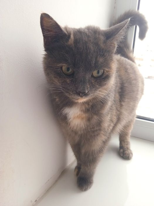 Отдам кошечку в добрые руки