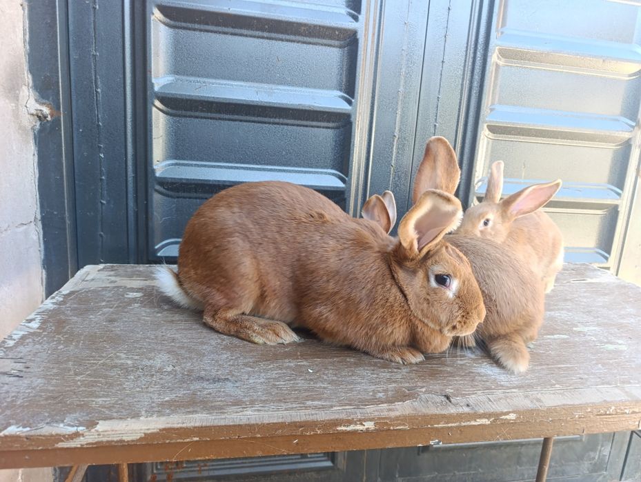 Burgunt quyon bolalari sotiladi