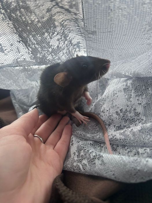 Ищем дом для крысы