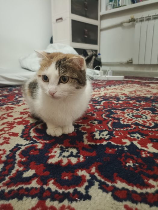 Домашние питомцы