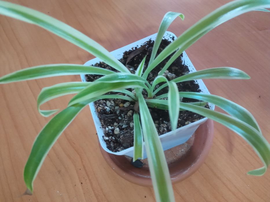 Антуриум сигониум