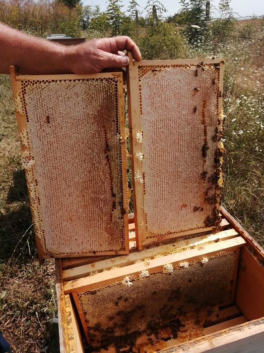 Продавам Пчелен мед в пита