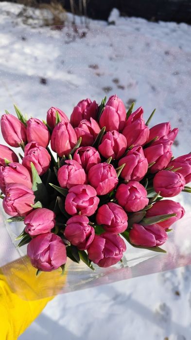 Тюльпаны оптом и в розницу