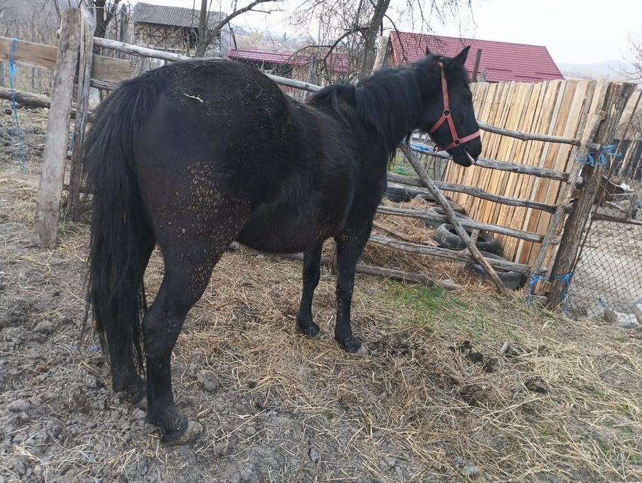Se vinde iapă si mânză 6 luni! Detalii la telefon