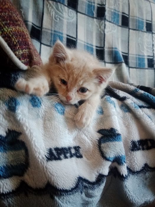Отдам котёнка даром