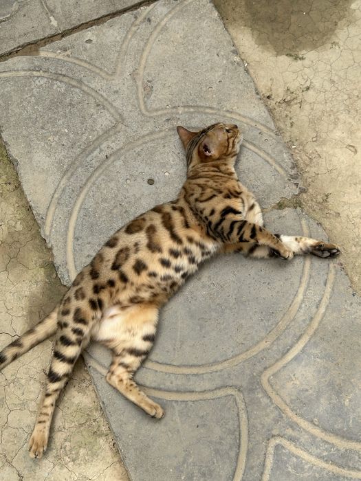Бенгалская кошка