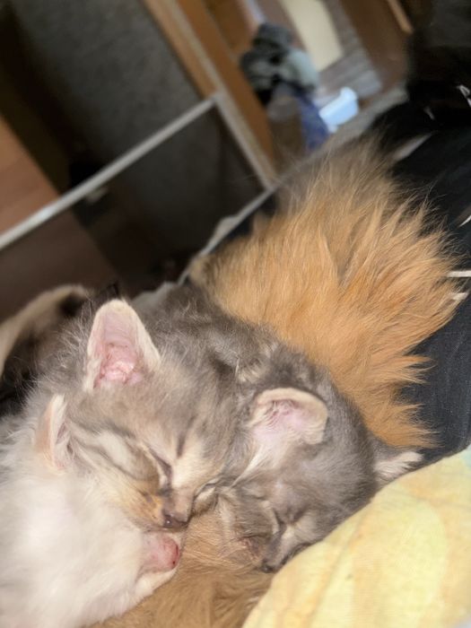 Отдам котят бесплатно