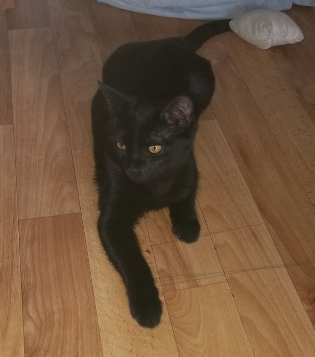 Кошечку отдам в добрые руки! Г.Актобе