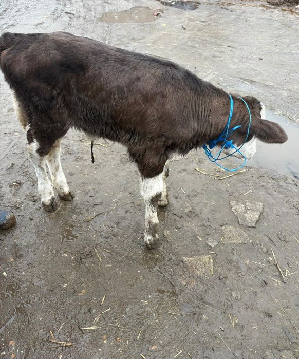 Vand Vițica Balțată