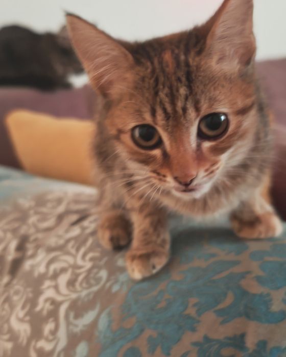 Отдаем в добрые руки котенка девочку