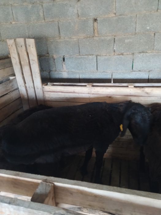 Кошкар  козылар  сатылады