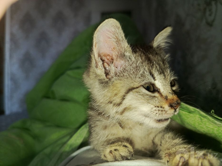 Отдам котенка в хорошие руки