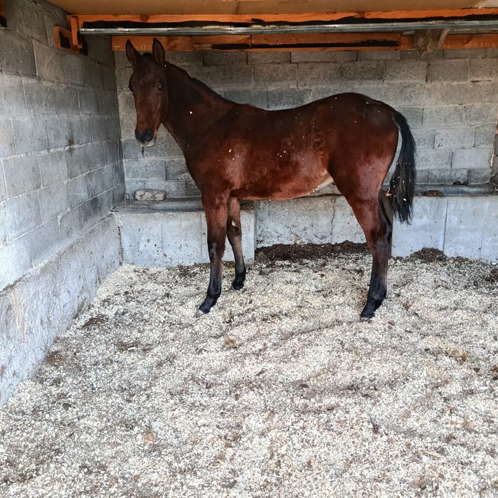 Жабагы 11 ай таза канды