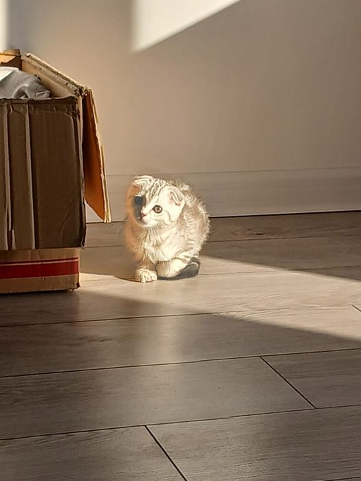 Вислоухий шотландский котенок