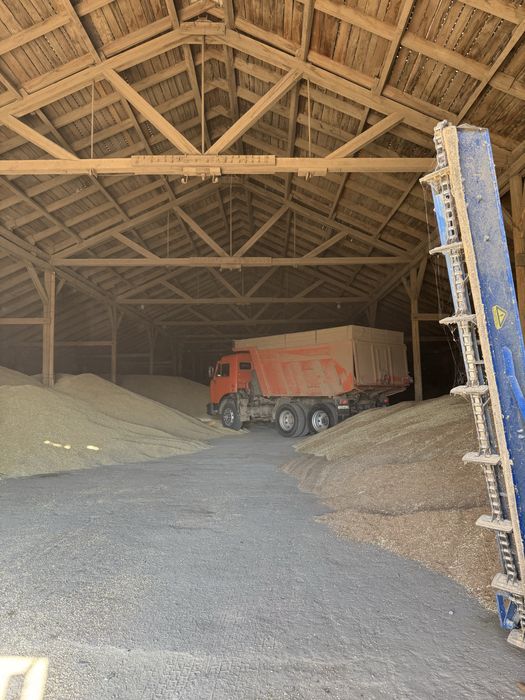 Күздік бидай бар тұқымдыққа 1 Репродукция