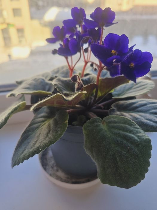 Фиалки разных цветов